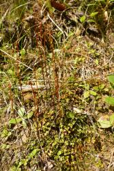 Lindsaea linearis. Plants showing prostrate sterile fronds and erect fertile fronds.
 Image: L.R. Perrie © Leon Perrie 2014 CC BY-NC 3.0 NZ